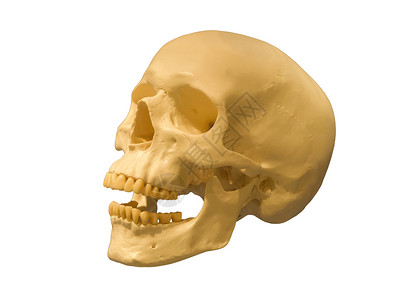 孤立的人类头骨背景图片