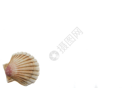 白色背景上的外壳热带珍珠贝壳漩涡几何学背景图片