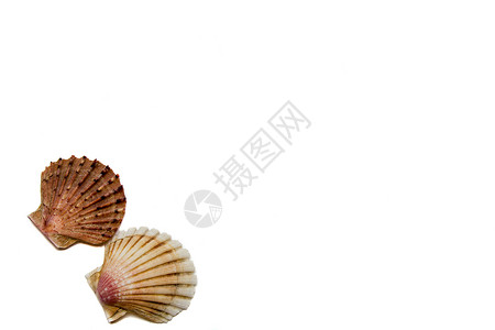 白色背景上的外壳漩涡几何学热带珍珠贝壳背景图片