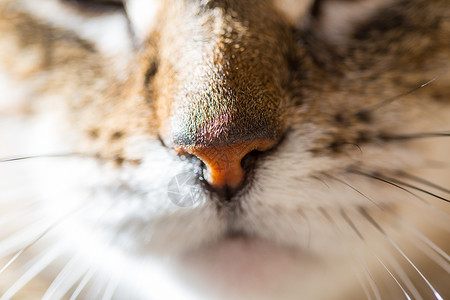 猫类情感宠物眼睛草原猎人哺乳动物捕食者背景图片