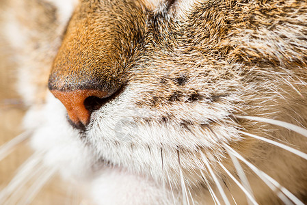 猫类草原哺乳动物捕食者眼睛猎人宠物情感背景图片
