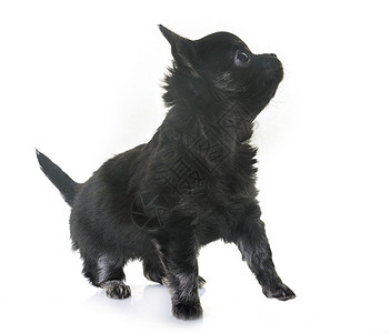 演播室里的小小狗吉娃娃宠物动物棕色长发工作室黑色背景图片