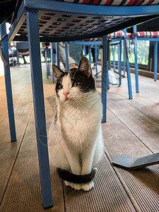 坐在椅子下的小猫白色木地板宠物店铺黑猫地面桌子背景图片