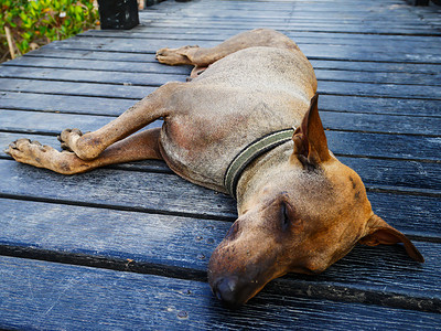 旧狗睡觉眼睛文化后院阴影公园动物古董犬类哺乳动物天气背景图片