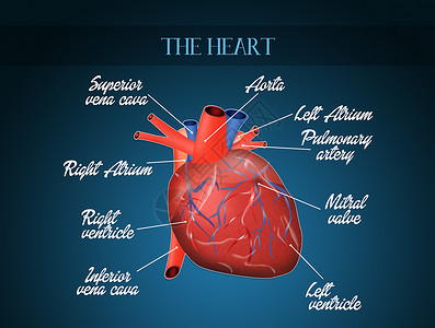 红外线系统图器官捐赠者心脏身体药品主动脉方案疾病中庭心室背景