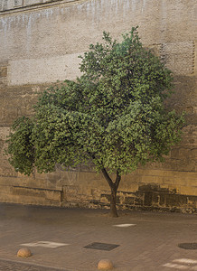 长古墙的旧橄榄树背景图片