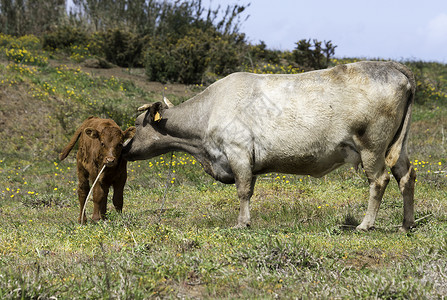 年轻母牛母牛和小牛母亲鼻子婴儿哺乳动物乡村农场绿色动物棕色家畜背景