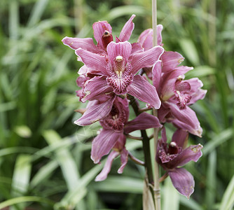 Orchidea 兰花在马吉拉岛植物花瓣热带植物群粉色花园蓝色叶子紫色植物学背景图片