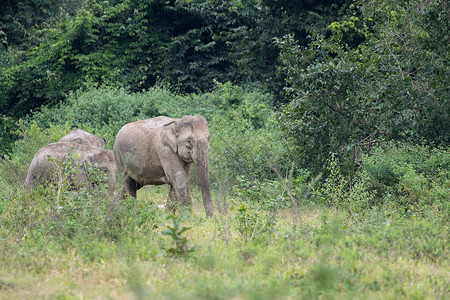 亚亚洲象是五大动物国家旅游人象鼻子大耳朵森林象牙婴儿濒危记录背景