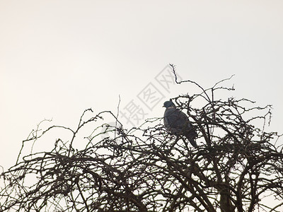 叼着枝条的鸽子白天紧闭着白色的天空 坐在树旁的鸽子上木头植物自由蓝色羽毛森林蝙蝠航班荒野公园背景