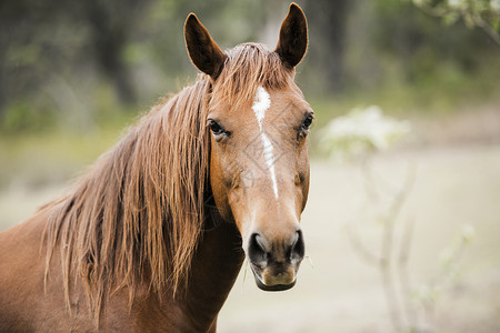 澳大利亚马在垫子上马毛良种马头生物马眼马脸力量哺乳动物背景