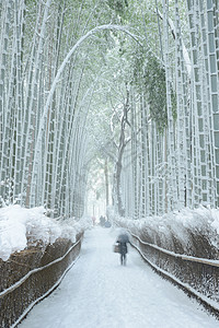 雪竹雪中竹木林植物花园绿色冻结白色旅游地标竹子背景