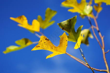 秋天的图利普树高清图片