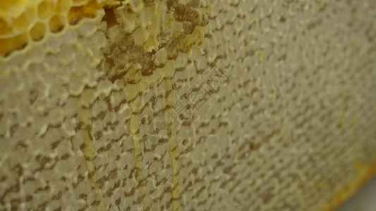 密闭蜜蜂足部 满满蜂蜜的蜂蜜背景图片