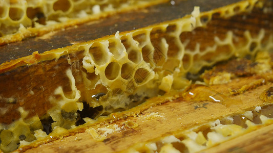 蜜蜂蜂窝的顶端有蜂蜜背景图片
