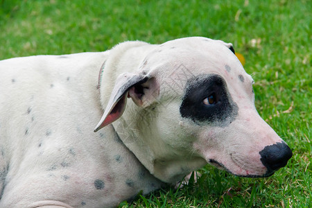 紧闭的白狗 躺在绿草上哺乳动物棕色绿色白色犬类舌头宠物动物说谎小狗背景图片