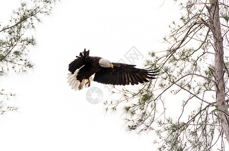 成年秃鹰成人国鸟鸟类白头鹰捕食者翅膀飞行野生动物背景