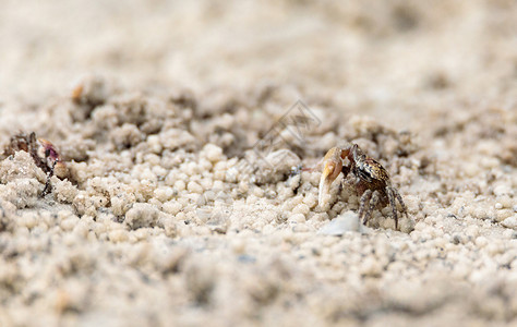 高档蟹卡甲壳动物挖洞高清图片