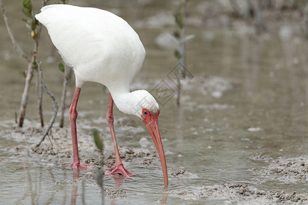 美国白色鸟在池塘中野生动物白鹮沼泽湿地动物男性鸟类高清图片