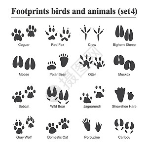 羊脚印野生动物和鸟类足迹动物爪印矢量集 各种动物的脚印黑色剪影脚印插画荒野狐狸插图宠物山猫驼鹿豪猪爪子麝牛收藏插画
