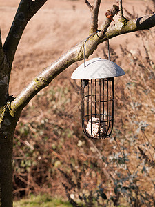在树上紧紧挂着鸟的捕鸟器 里面有一个肥球高清图片