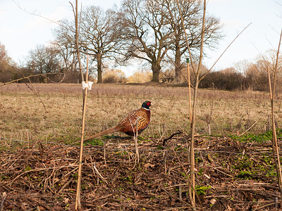 在农场牧场放牧时 紧闭雄鸡的视线游戏猎鸟绿色摄影雉鸡公鸟野生动物眼睛野鸡背景背景