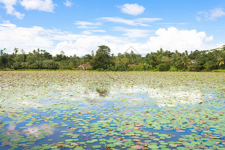 荷花小鸟图斯里兰卡马塔拉湖     附近湖泊上的水百合板图背景