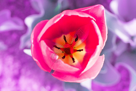 红紅色郁金香的明亮头 用无焦点的紫背背景图片