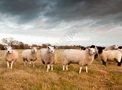 羊外腰在农场外美丽的景色 白羊在看摄影机背景