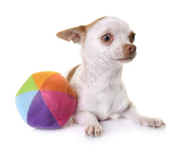 工作室中的吉华花棕色宠物玩具动物白色小狗背景图片