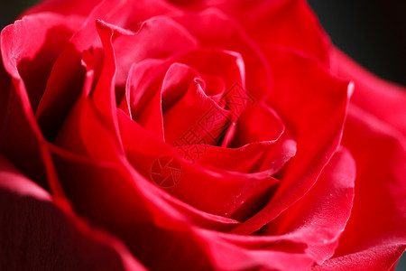 明红玫瑰Bud植物红色绿色花园花瓣背景图片