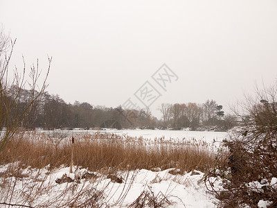 在冬季外冰冻的湖面上 自然的白天树裸露美丽芦苇植物场地林地景观季节天气场景天空背景图片
