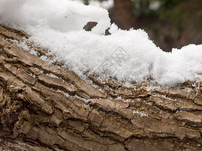 植物纤维冰席雪覆盖树皮在森林外的冬季纹理上紧闭低温植物纤维树干木头水晶材料皱纹木质林地背景