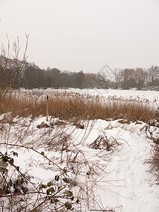 在冬季外冰冻的湖面上 自然的白天树裸露季节林地环境场地农村支撑景观森林芦苇场景背景图片