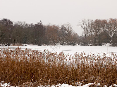 在冬季外冰冻的湖面上 自然的白天树裸露农村天气植物场景环境天空场地季节美丽林地背景图片