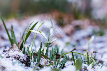 西米德兰兹雪中的雪滴逆境花朵绿色白色天气植物挣扎斗争后院背景