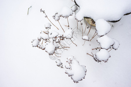 西米德兰兹冰雪覆盖的干枯植物降雪后院季节花园白色冻结背景