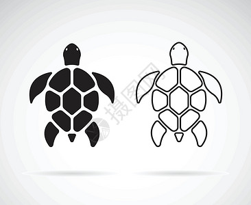 白色背景下龟设计的矢量 爬虫 动物游泳艺术甲壳异国乌龟生活海洋夹子商业生物背景图片