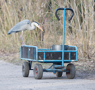 蓝色海绵站在一辆装满一桶鱼的车上苍鹭鸭子糖霜池塘起重机金属蓝鹭窃贼大车野生动物背景图片