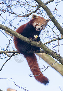 红熊猫吃苹果树枝红色小熊猫毛皮动物野生动物橡木公园高清图片