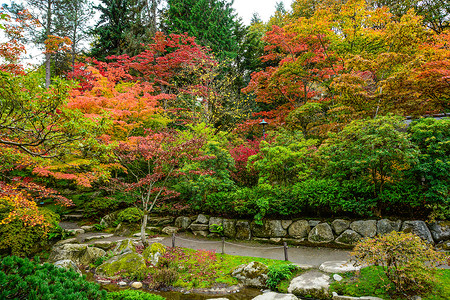 荷叶双图装饰画西雅图华盛顿公园阿伯尔图的日本花园池塘树木反射秋叶庭园公园灌木丛小路荷叶背景