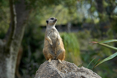 迈尔卡特栖息地哺乳动物动物园野生动物荒野小动物生物背景图片