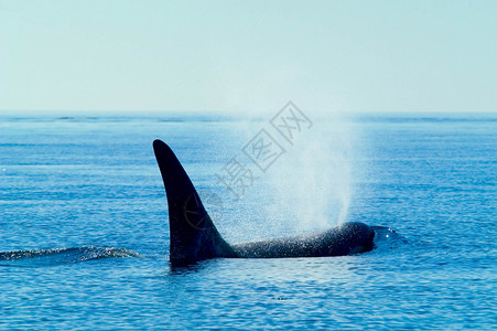 西澳大利亚州圣胡安群岛的Orca荒野哺乳动物野生动物生物栖息地小动物背景