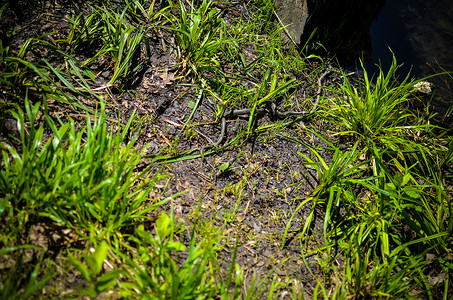 草地上的小蛇或加丁高清图片