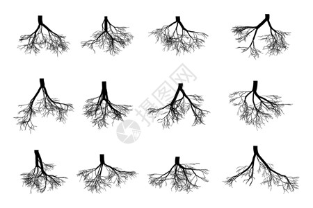 老树根局部树根在白色背景下被隔离 植物身体地下根部的黑色图像向下生长到土壤中 矢量平面样式卡通它制作图案插画