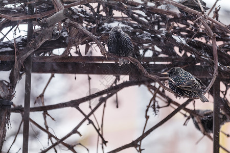缓降器许多普通的欧洲星鸟 在雪降时在葡萄藤上捕食季节海滩花园野生动物树苗公园藤蔓羽毛鸟类翅膀背景