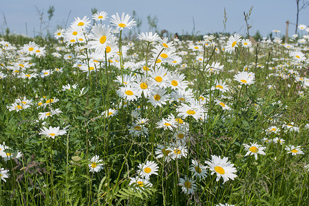 野菊花在发声的花园里季节植物群场地花朵绿色洋甘菊雏菊白色草地花瓣背景图片