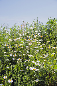 野菊花在发声的花园里场地绿色草地花瓣荒野洋甘菊花朵季节白色植物群背景图片