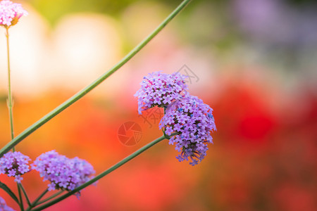 五颜六色的花的背景图片生长植物紫色花束粉色季节宏观花瓣植物群背景图片