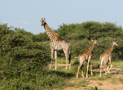 非洲南部野外的长颈鹿天空公园国家衬套家庭森林树木驾驶荒野动物背景图片